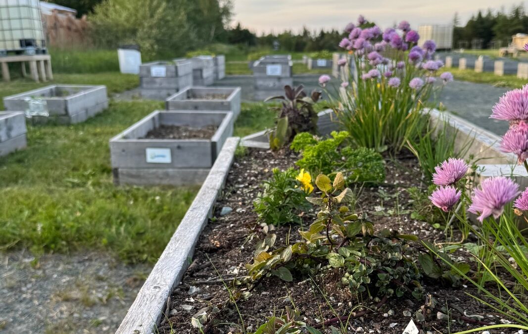 Sowing Seeds – Growing Community!